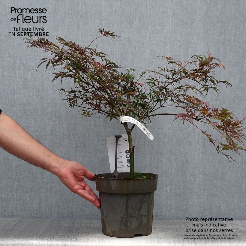 Amostra de Ácer-do-japão Dissectum Tamukeyama - Acer palmatum Vaso de 4 L/5 L tal como entregue no outono