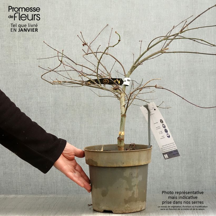 Amostra de Ácer-do-japão Dissectum Tamukeyama - Acer palmatum Vaso de 4 L/5 L tal como entregue no inverno