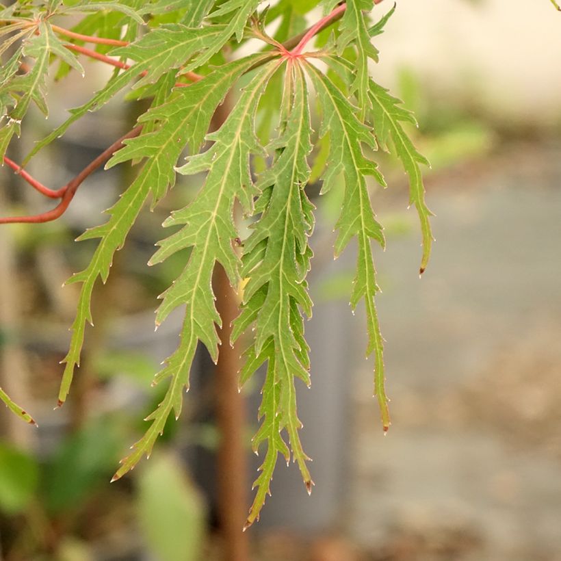 Ácer-do-japão Dissectum Viridis - Acer palmatum (Folhagem)