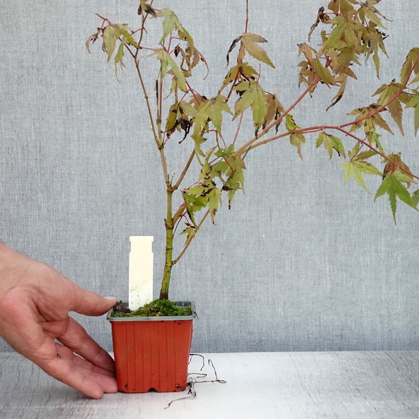 Amostra de Ácer-do-japão - Acer palmatum Vaso de 8/9 cm tal como entregue no verão