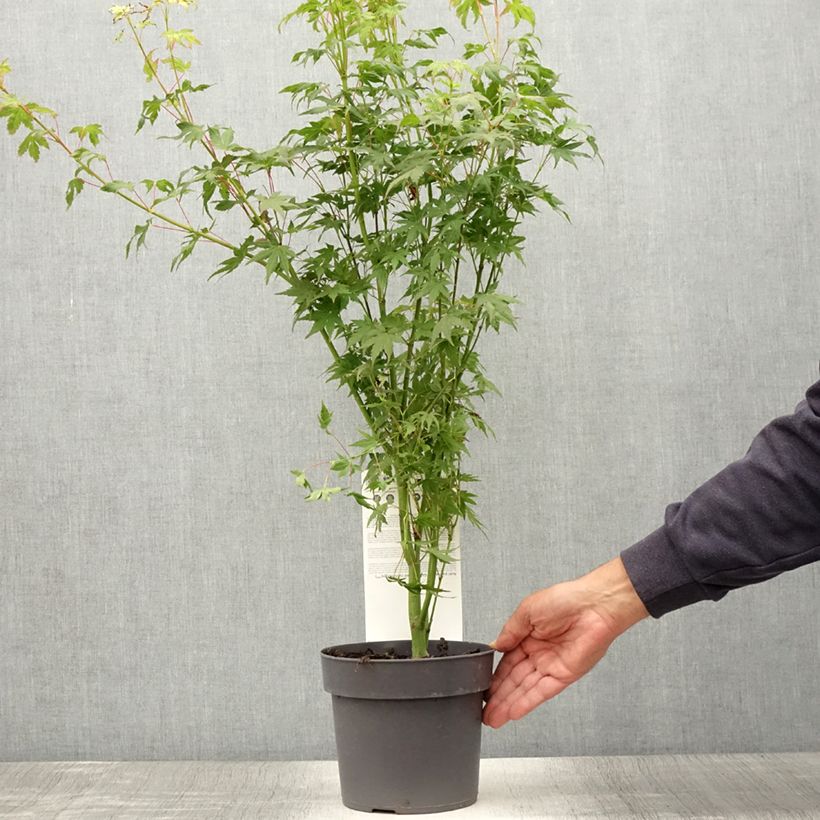 Amostra de Ácer-do-japão Going Green® - Acer palmatum Vaso de 3 L/4 L tal como entregue no verão