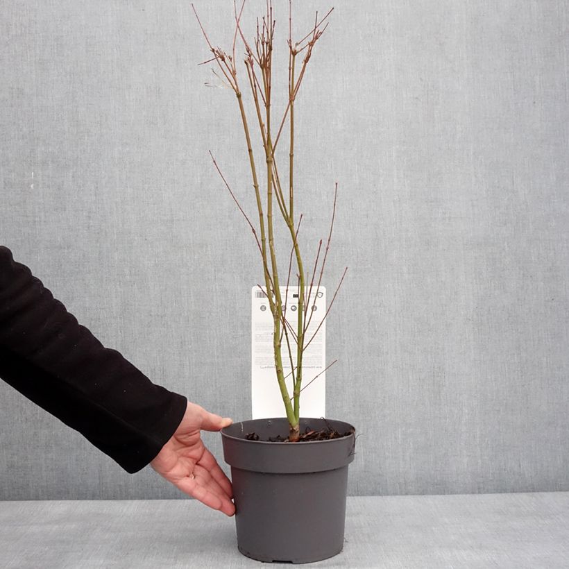 Amostra de Érable du Japon - Acer palmatum Going Green Vaso de 3 L/4 L tal como entregue no inverno