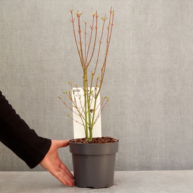 Amostra de Ácer-do-japão Going Green® - Acer palmatum Vaso de 3 L/4 L tal como entregue na primavera