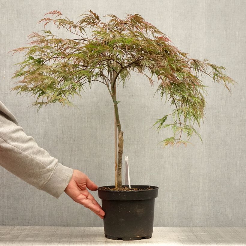 Amostra de Ácer-do-japão Dissectum Inaba-Shidare - Acer palmatum Vaso de 3 L/4 L tal como entregue no verão