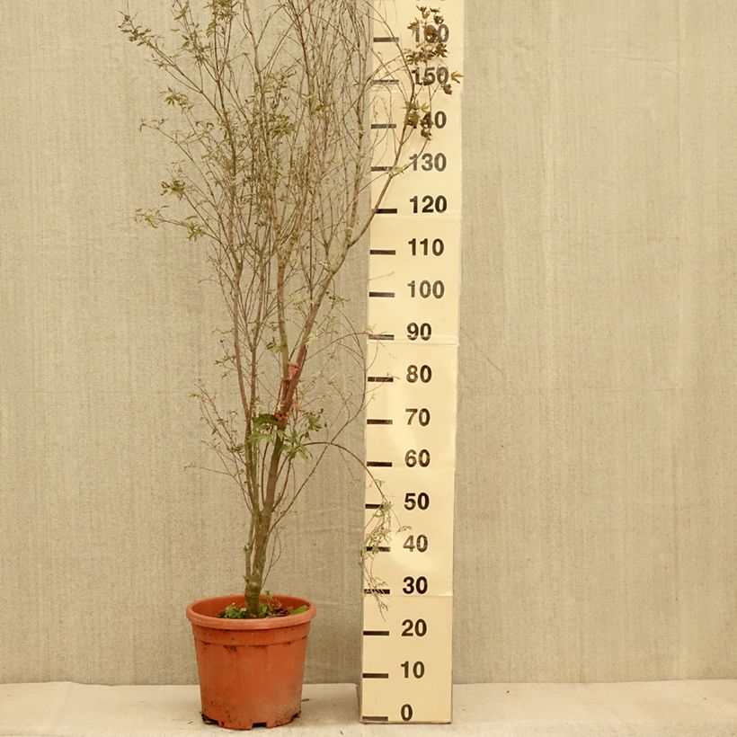 Amostra de Ácer-do-japão Kagiri-nishiki - Acer palmatum Vaso de 7,5 L/10 L tal como entregue no outono