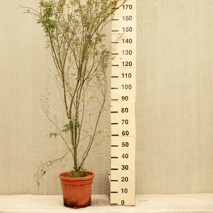 Amostra de Ácer-do-japão Kagiri-nishiki - Acer palmatum Vaso de 7,5 L/10 L tal como entregue no verão