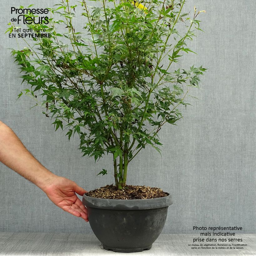 Amostra de Ácer-do-japão Katsura - Acer palmatum Taça de 7,5 L/10 L tal como entregue no outono