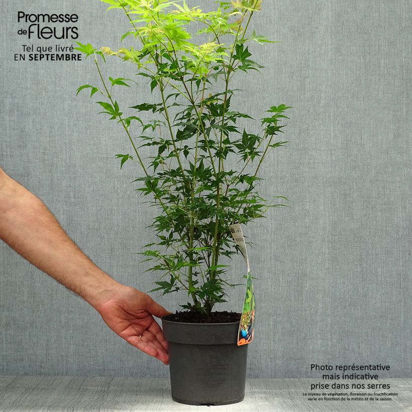 Amostra de Ácer-do-japão Katsura - Acer palmatum Vaso de 2 L/3 L tal como entregue no outono