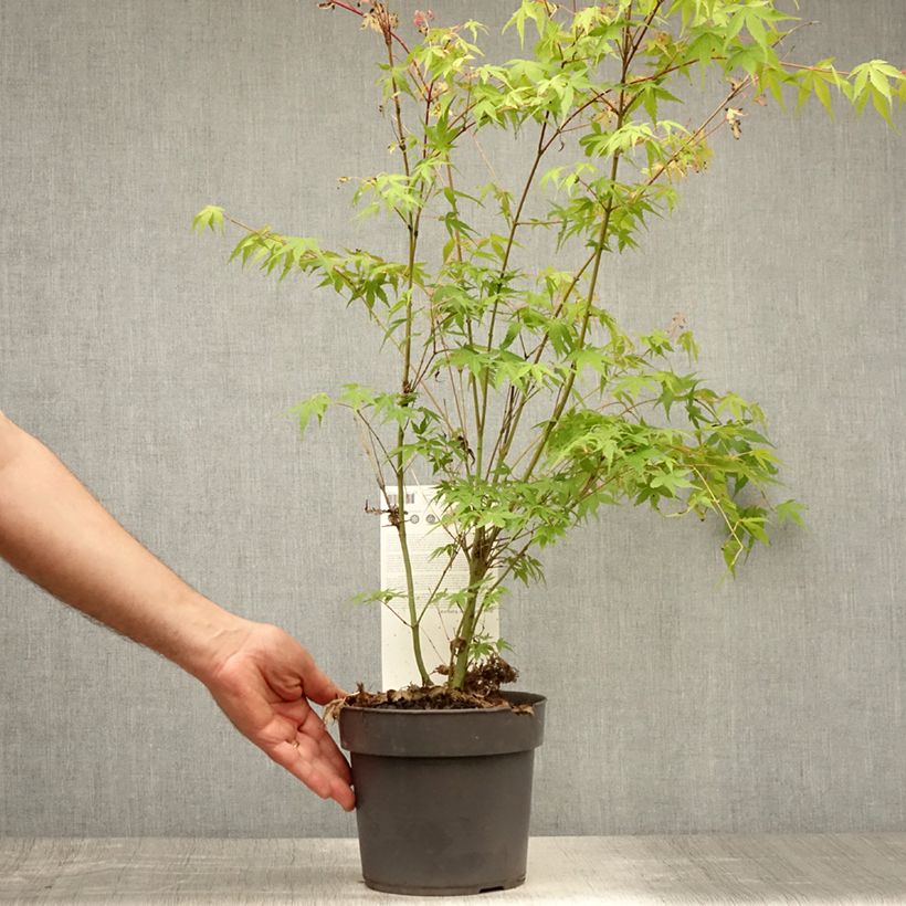 Amostra de Ácer-do-japão Katsura - Acer palmatum Vaso de 2 L/3 L tal como entregue no verão