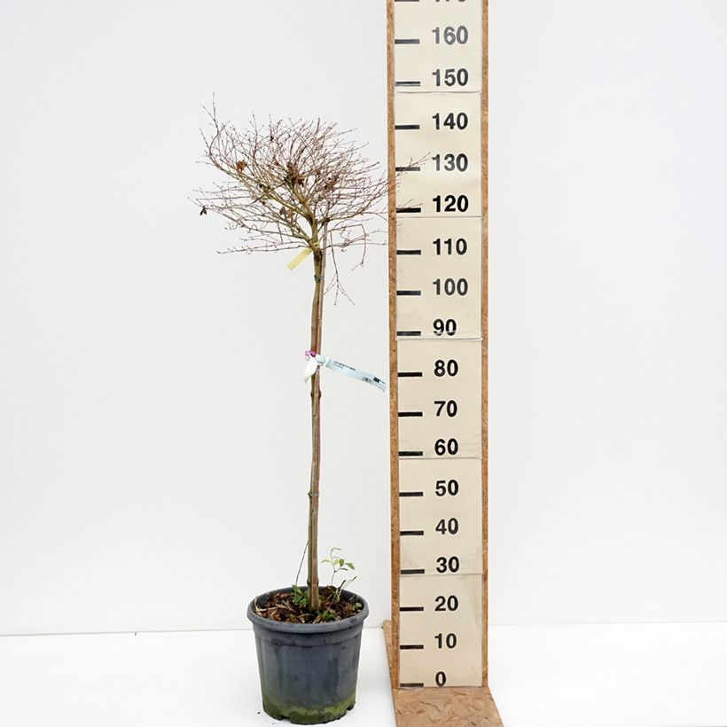 Amostra de Érable du Japon - Acer palmatum Little Princess Pot de 12L/15L, Demi-tige tal como entregue no outono
