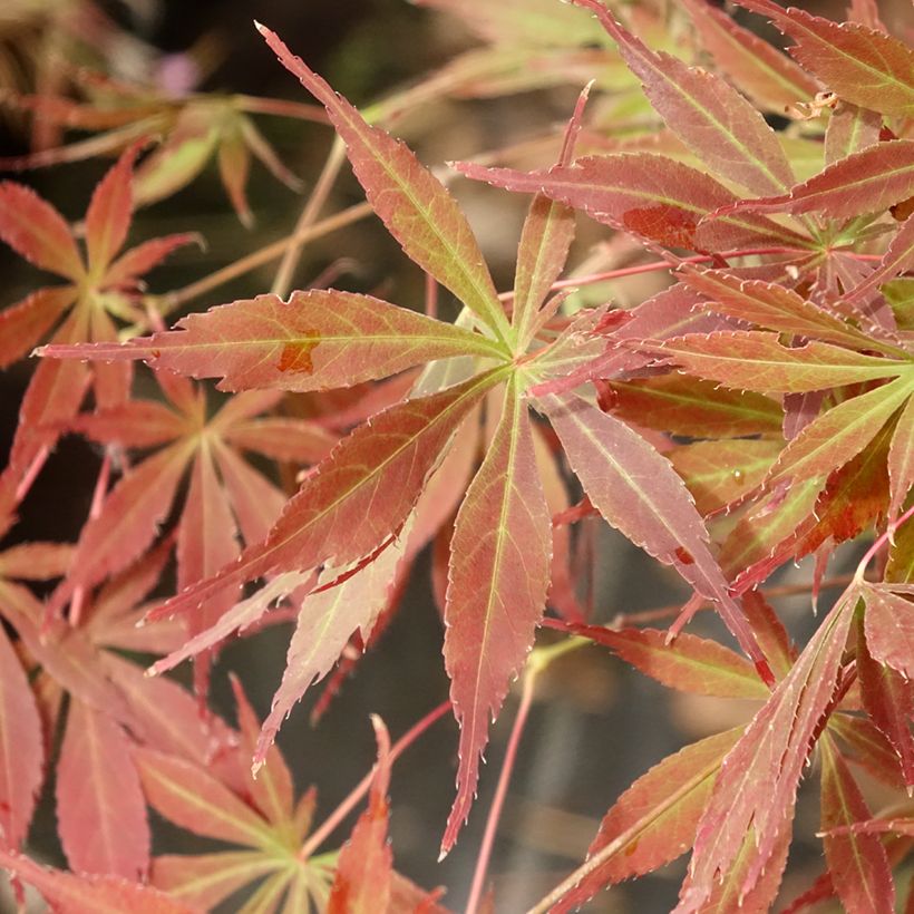 Ácer-do-japão Little Princess - Acer palmatum (Folhagem)