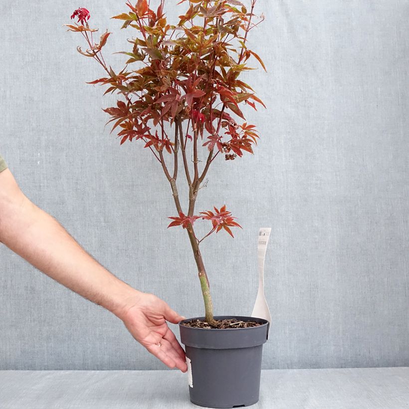 Amostra de Ácer-do-japão Little Red - Acer palmatum Vaso de 3 L/4 L tal como entregue no verão
