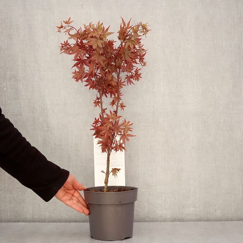 Amostra de Ácer-do-japão Little Red - Acer palmatum Vaso de 3 L/4 L tal como entregue na primavera