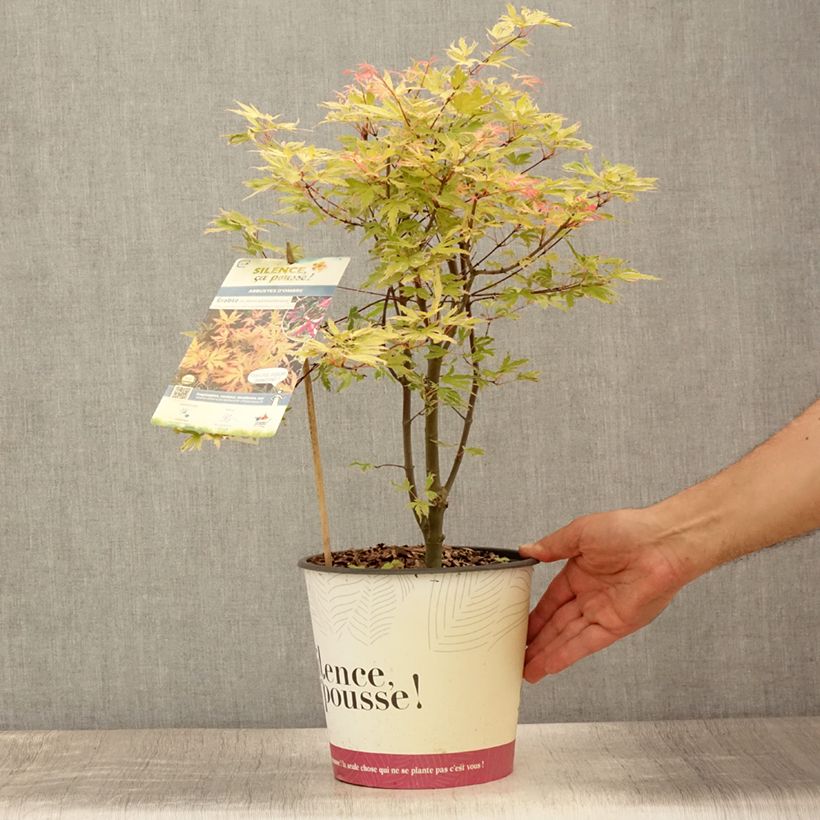 Amostra de Ácer-do-japão Metamorphosa - Acer palmatum Vaso de 4 L/5 L tal como entregue no verão