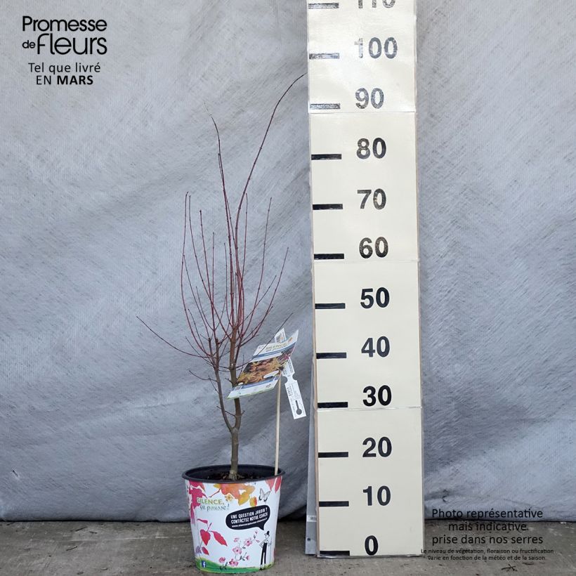 Amostra de Ácer-do-japão Metamorphosa - Acer palmatum Vaso de 4 L/5 L tal como entregue na primavera