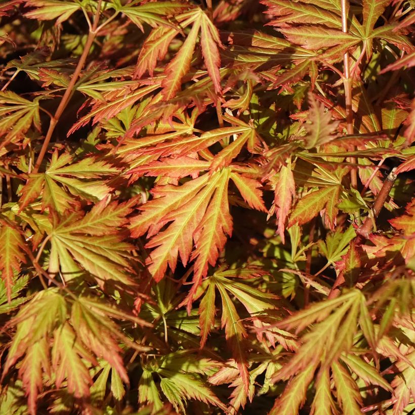 Acer Orange Lace (Folhagem)