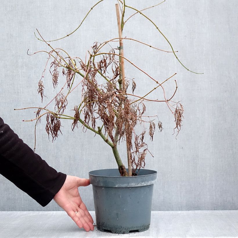 Amostra de Ácer-do-japão Dissectum Ornatum - Acer palmatum Vaso de 4 L/5 L tal como entregue no outono