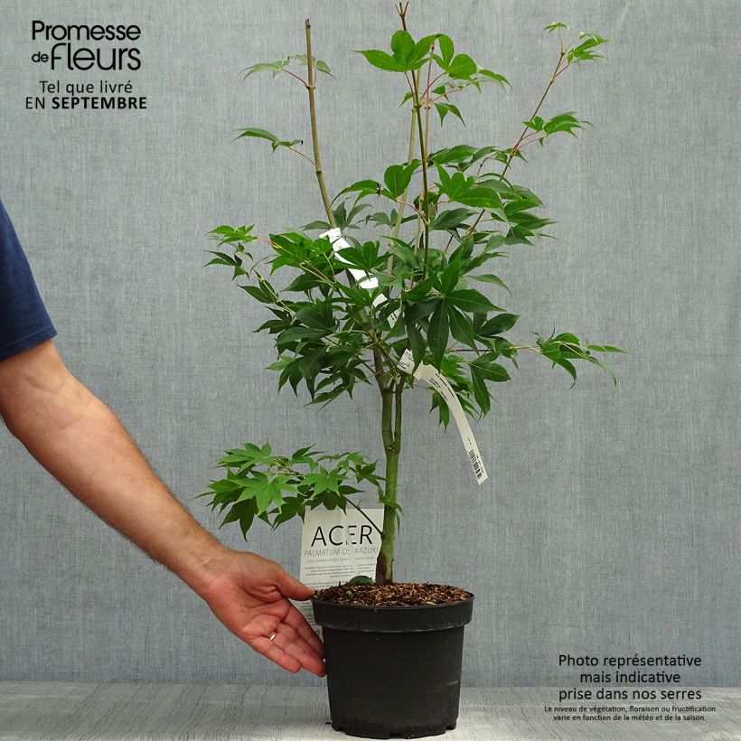 Amostra de Ácer-do-japão Osakazuki - Acer palmatum Vaso de 3 L/4 L tal como entregue no outono