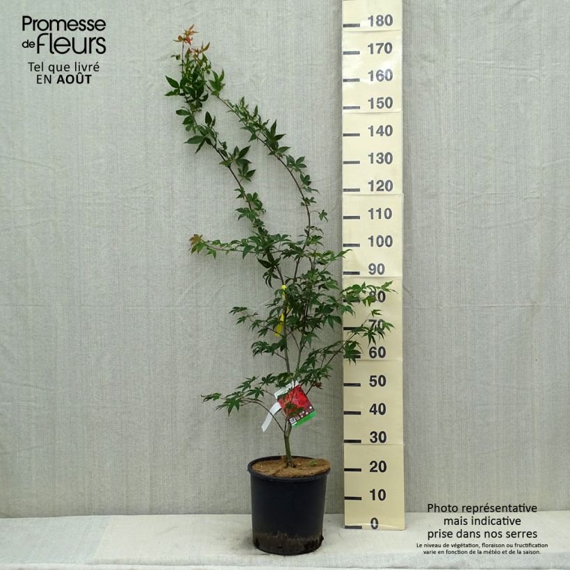 Amostra de Ácer-do-japão Osakazuki - Acer palmatum Vaso de 7,5 L/10 L tal como entregue no verão