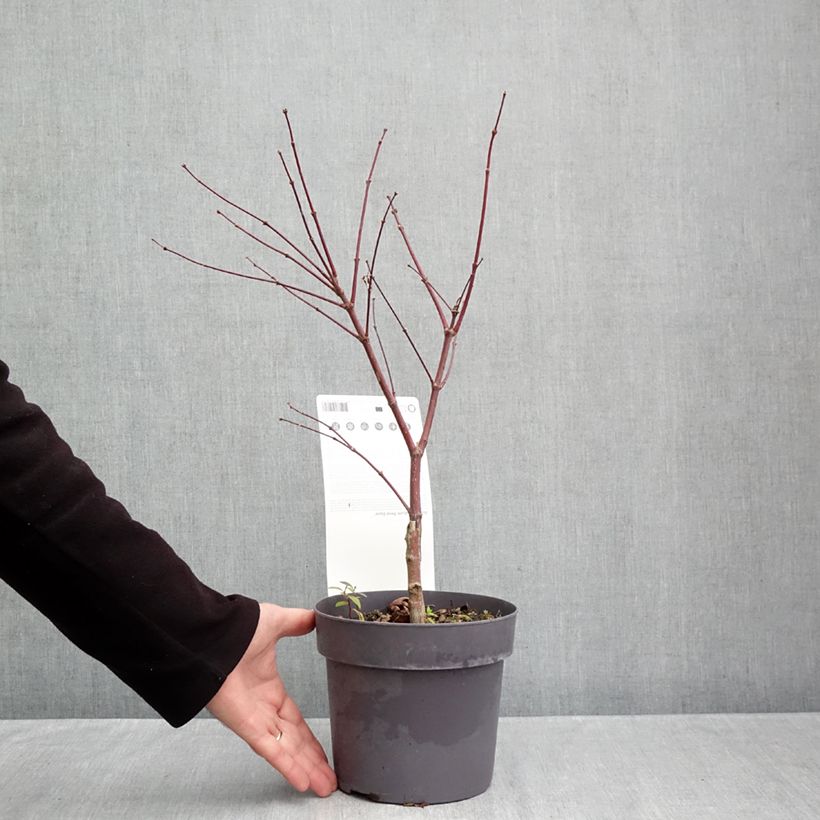 Amostra de Ácer-do-japão Pevé Dave - Acer palmatum Vaso de 3 L/4 L tal como entregue no outono