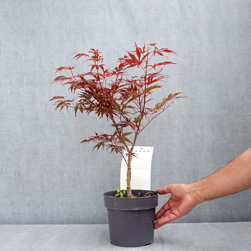 Amostra de Ácer-do-japão Pevé Dave - Acer palmatum Vaso de 3 L/4 L tal como entregue no verão