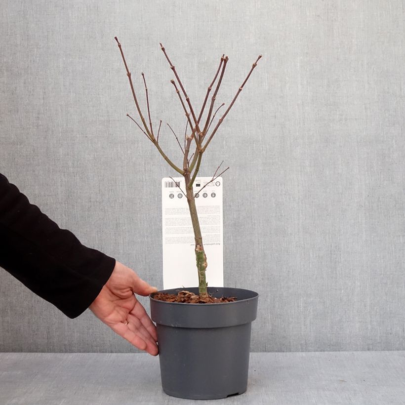 Amostra de Ácer-do-japão Pevé Dave - Acer palmatum Vaso de 3 L/4 L tal como entregue no inverno