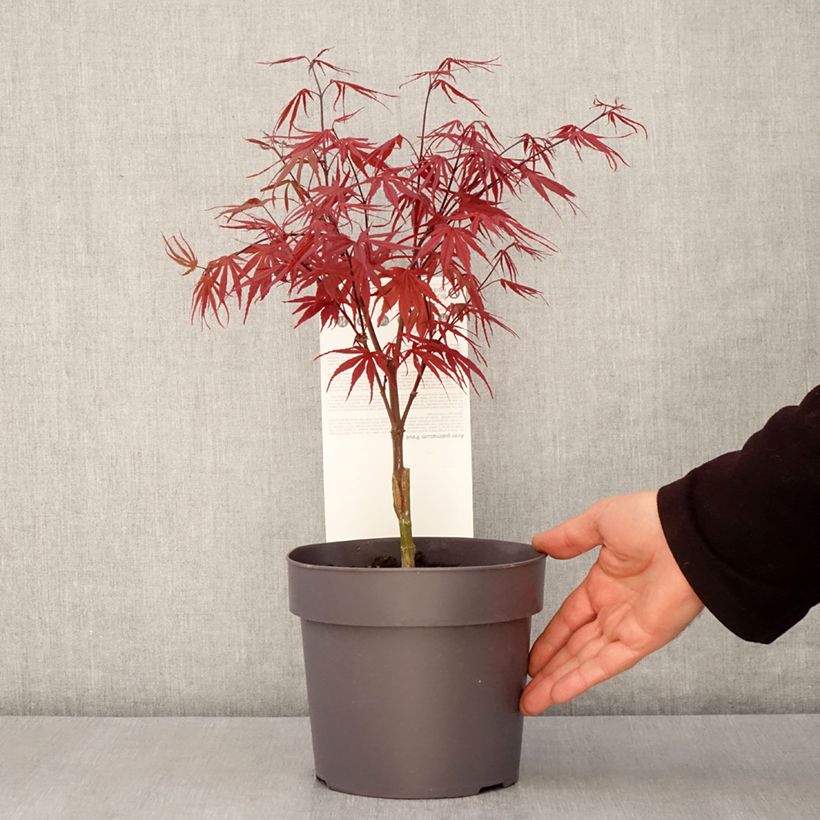 Amostra de Ácer-do-japão Pevé Dave - Acer palmatum Vaso de 3 L/4 L tal como entregue na primavera