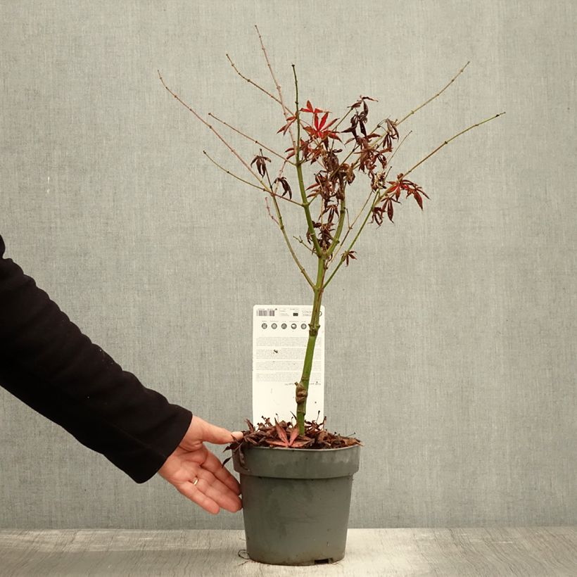 Amostra de Ácer-do-japão Pevé Starfish - Acer palmatum Vaso de 2 L/3 L tal como entregue no outono