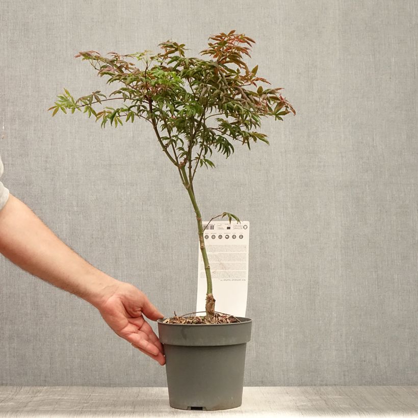 Amostra de Ácer-do-japão Pevé Starfish - Acer palmatum Vaso de 2 L/3 L tal como entregue no verão