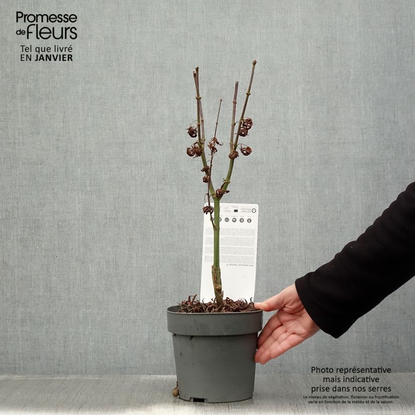 Amostra de Érable du Japon - Acer palmatum Peve Starfish Vaso de 2 L/3 L tal como entregue no inverno