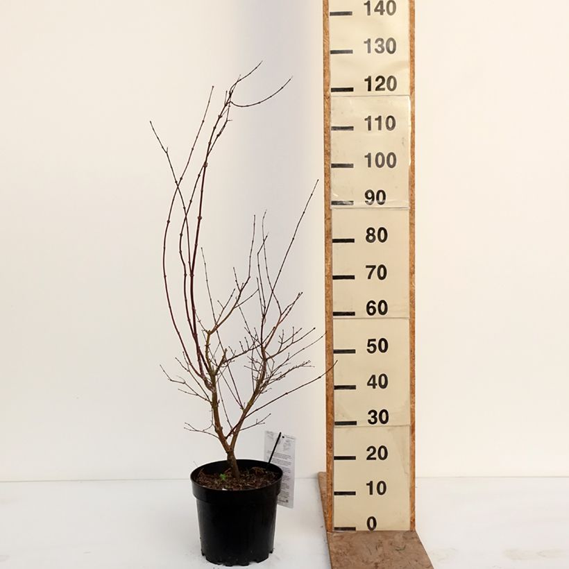 Amostra de Ácer-do-japão Pink Passion - Acer palmatum Vaso de 7,5 L/10 L tal como entregue no inverno