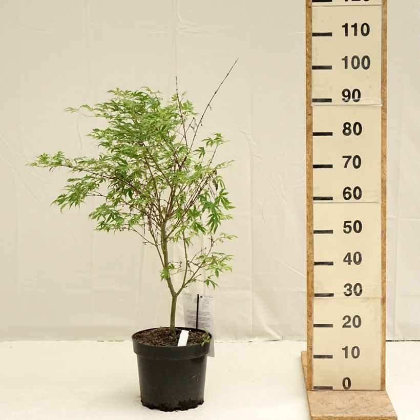Amostra de Erable du Japon - Acer palmatum Pink Passion Pot de 7,5L/10L tal como entregue na primavera