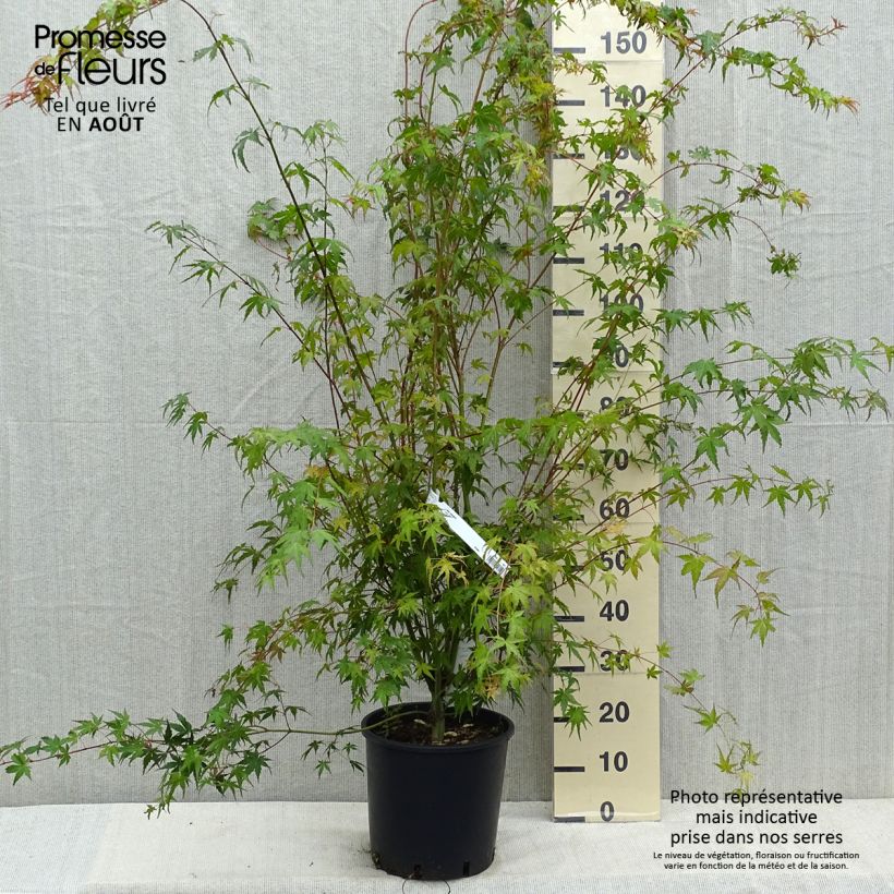 Amostra de Ácer-do-japão - Acer palmatum Vaso de 7,5 L/10 L tal como entregue no verão