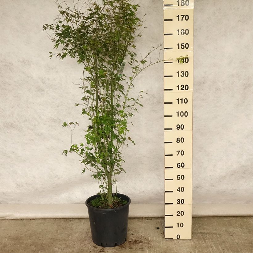 Amostra de Ácer-do-japão - Acer palmatum Vaso de 20 L/25 L tal como entregue no verão