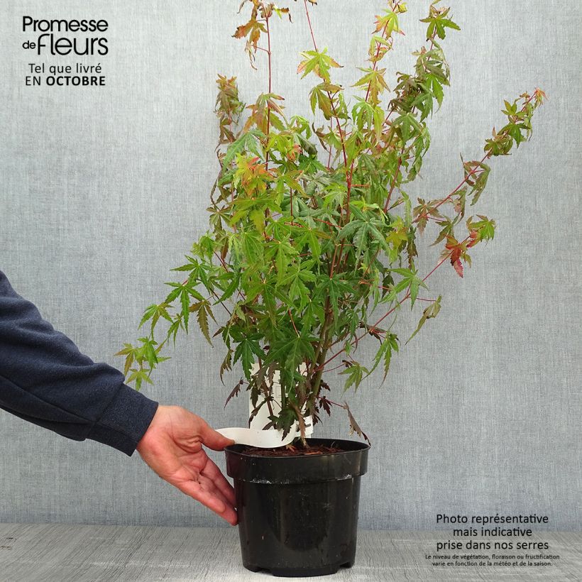 Amostra de Ácer-do-japão - Acer palmatum Vaso de 3 L/4 L tal como entregue no outono