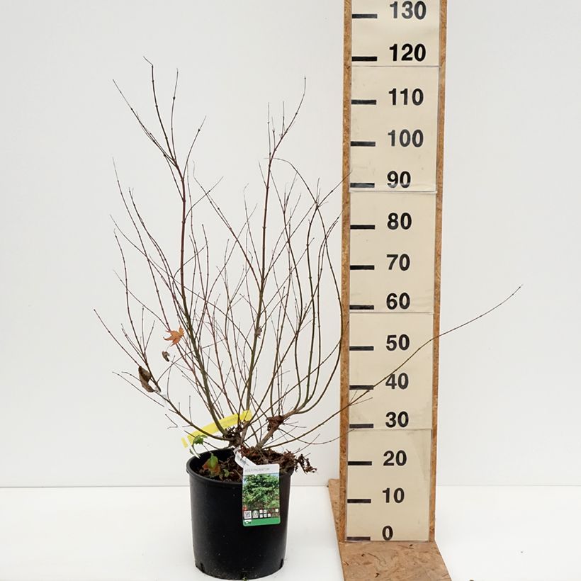 Amostra de Ácer-do-japão - Acer palmatum Vaso de 7,5 L/10 L tal como entregue no outono