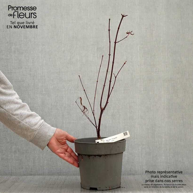 Amostra de Erable du Japon - Acer palmatum Pung Kill Pot de 4L/5L tal como entregue no outono