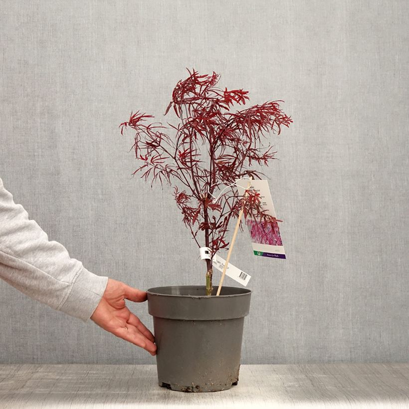 Amostra de Ácer-do-japão Pung Kill - Acer palmatum Vaso de 4 L/5 L tal como entregue na primavera