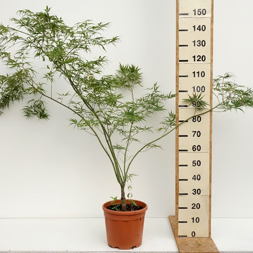 Amostra de Ácer-do-japão Red Pygmy - Acer palmatum Vaso de 12 L/15 L tal como entregue no verão