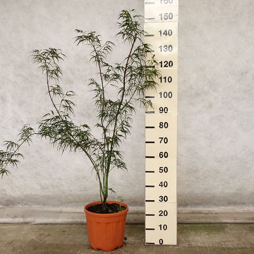 Amostra de Ácer-do-japão Red Pygmy - Acer palmatum Vaso de 7,5 L/10 L tal como entregue no outono