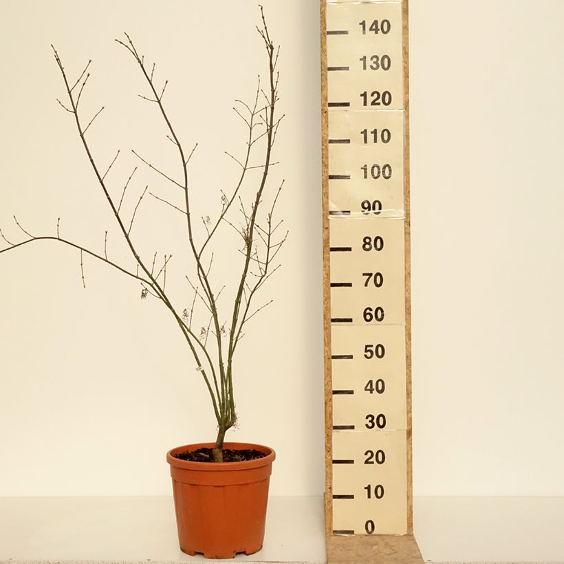 Amostra de Ácer-do-japão Red Pygmy - Acer palmatum Vaso de 12 L/15 L tal como entregue na primavera