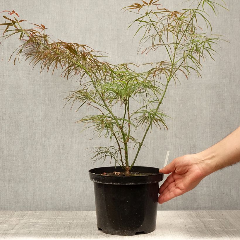 Amostra de Ácer-do-japão Red Pygmy - Acer palmatum Vaso de 3 L/4 L tal como entregue no verão