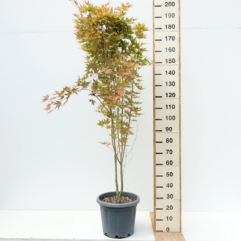 Amostra de Ácer-do-japão Redwine® - Acer palmatum Vaso de 20 L/25 L tal como entregue no verão