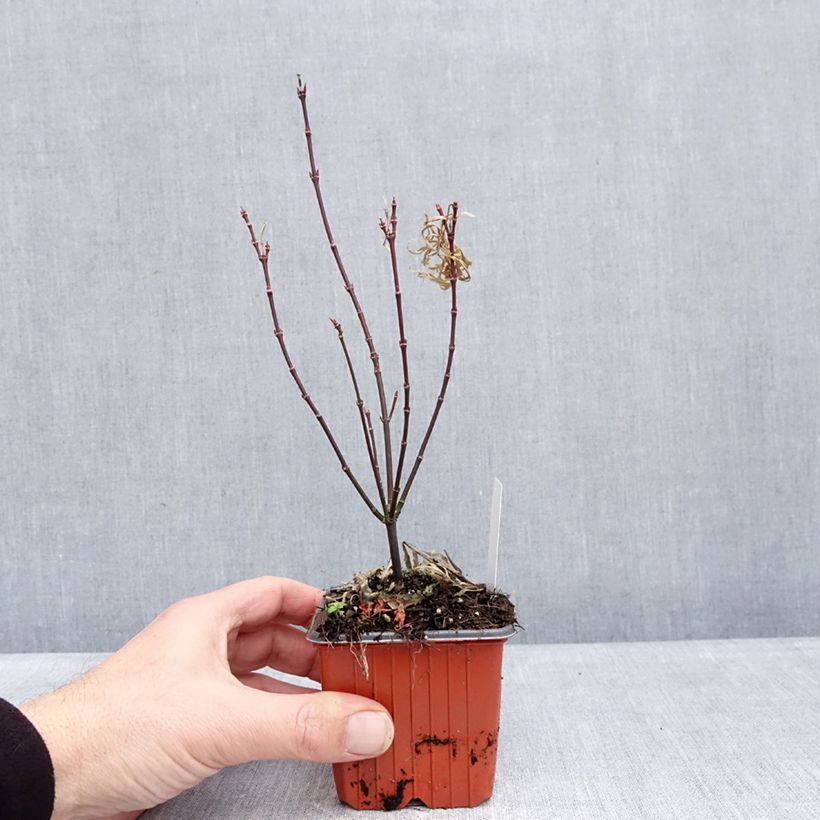 Amostra de Ácer-do-japão Royal Garnet - Acer palmatum Vaso de 8/9 cm tal como entregue no inverno