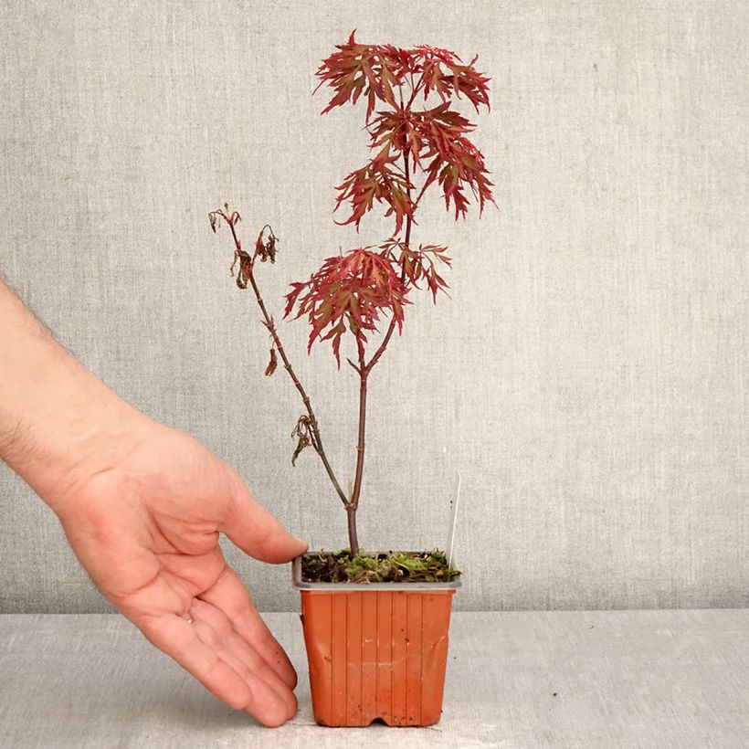 Amostra de Ácer-do-japão Royal Garnet - Acer palmatum Vaso de 8/9 cm tal como entregue na primavera