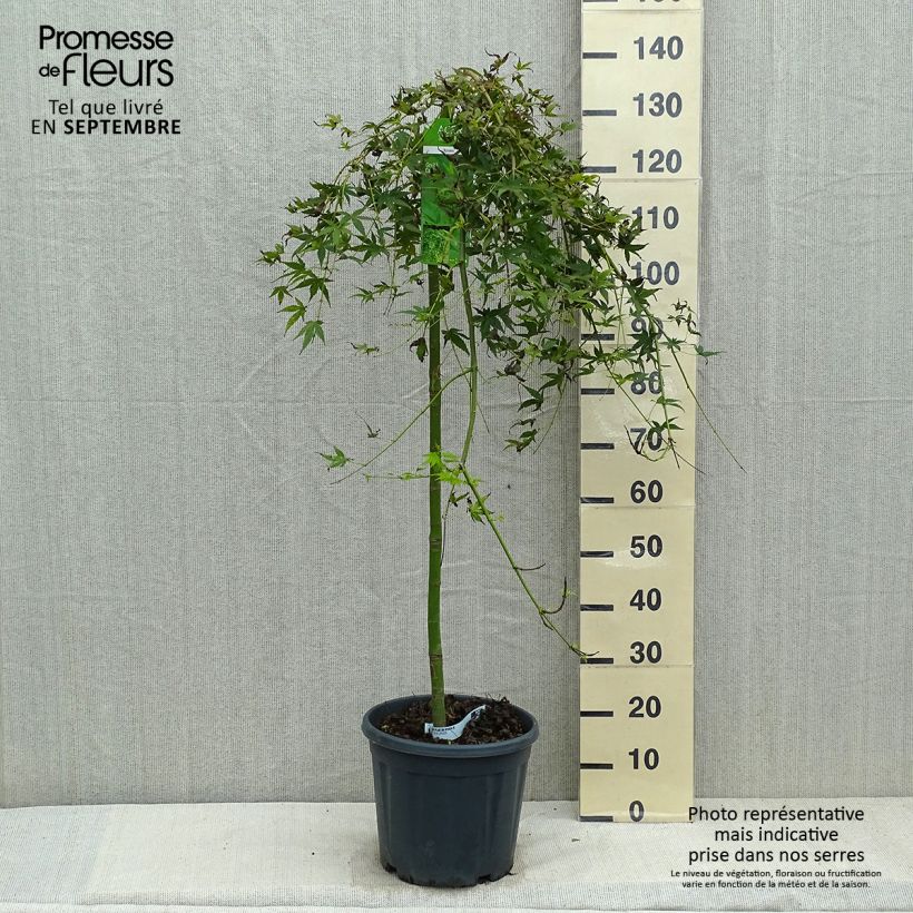 Amostra de Ácer-do-japão Ryusen - Acer palmatum Vaso de 12 L/15 L tal como entregue no outono