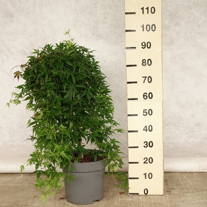 Amostra de Ácer-do-japão Ryusen - Acer palmatum Vaso de 12 L/15 L tal como entregue no verão