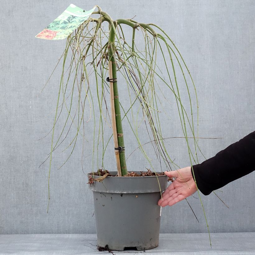 Amostra de Érable du Japon - Acer palmatum Ryusen Vaso de 12 L/15 L tal como entregue no inverno