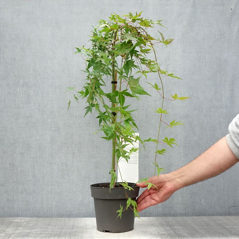 Amostra de Ácer-do-japão Ryusen - Acer palmatum Vaso de 3 L/4 L, Haste tal como entregue no verão