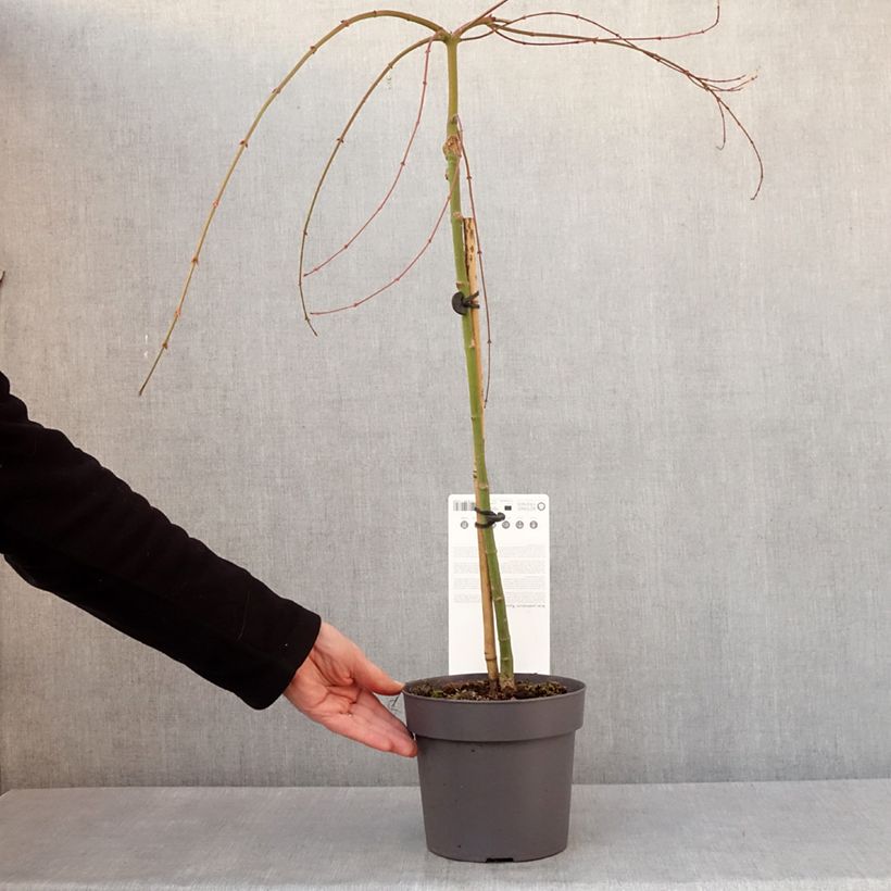 Amostra de Érable du Japon - Acer palmatum Ryusen Vaso de 3 L/4 L tal como entregue no inverno